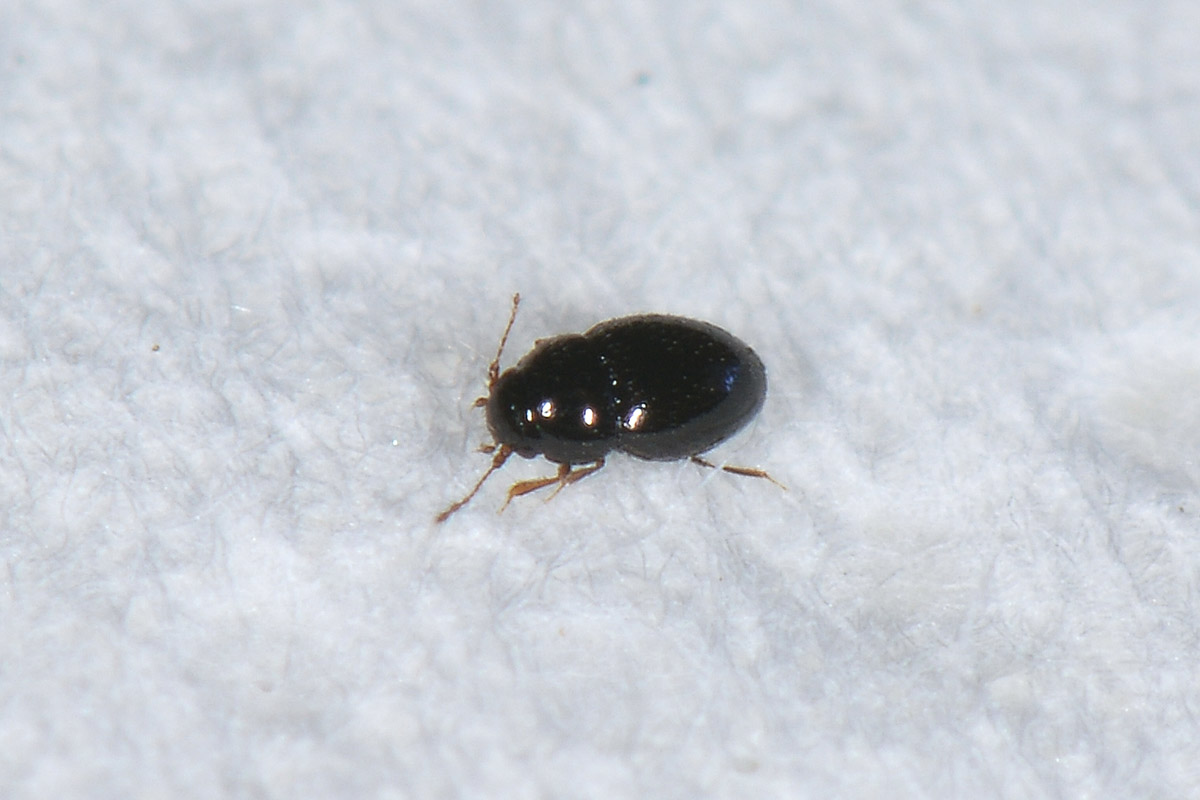 Ptiliidae: Ptenidium sp. (cf.)